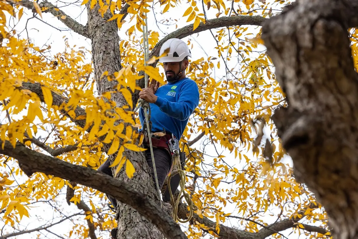 Skilled Tree Trimming crew working in Roberta